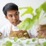 Hydroponic Farming in Pakistan: Complete Beginner Guide
