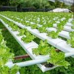 Organic Farming Techniques for Healthy Crops