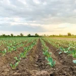 How to Start Organic Farm Business Step-by-Step
