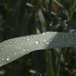 How Farmers Can Store Rainwater Effectively