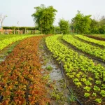 How Farmers Can Store Rainwater Effectively