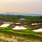 Water Conservation Methods in Agriculture