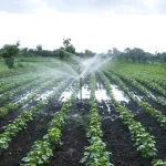 Rainwater Harvesting for Agriculture Use