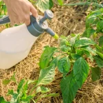 Chemical-Free Pest Control Techniques