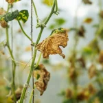 How to Identify Plant Diseases Early