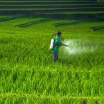 How to Avoid Overuse of Pesticides