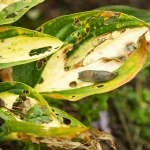 Preventing Crop Loss from Diseases