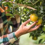 How to Start Mango Farming for Beginners