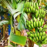 Hydroponic Farming in Pakistan: Complete Beginner Guide