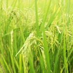 Wheat Farming: High Yield Pane Ka Complete Guide