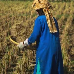 Agricultural Export Business Guide for Beginners