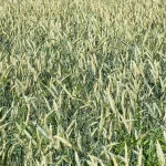 Wheat Farming: High Yield Pane Ka Complete Guide
