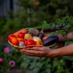 Home Vegetable Farming Step-by-Step Guide