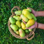 Citrus Fruit Farming: Best Practices for High Yield